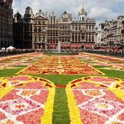 Bruxelles tapis fleurs 2010 1